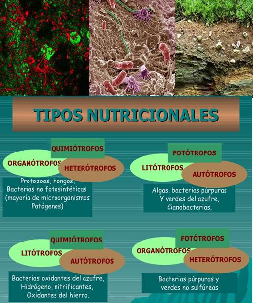 los-microorganismos-litotrofos