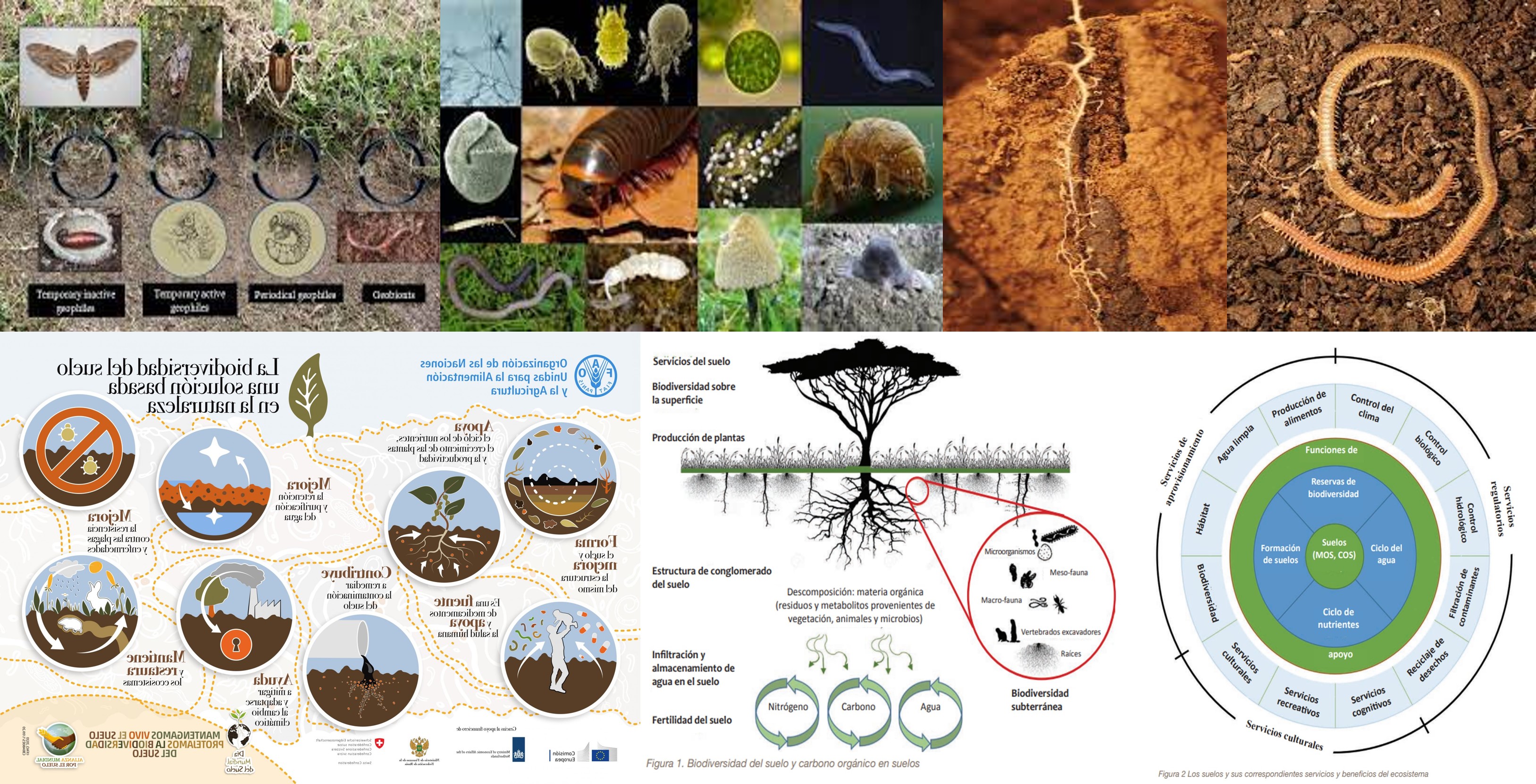 macroinvertebrados-del-suelo