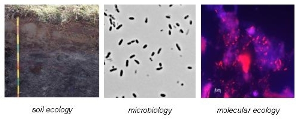 microbiologia-de-suelos-y-escalas-de-resolucion-fuente-awi