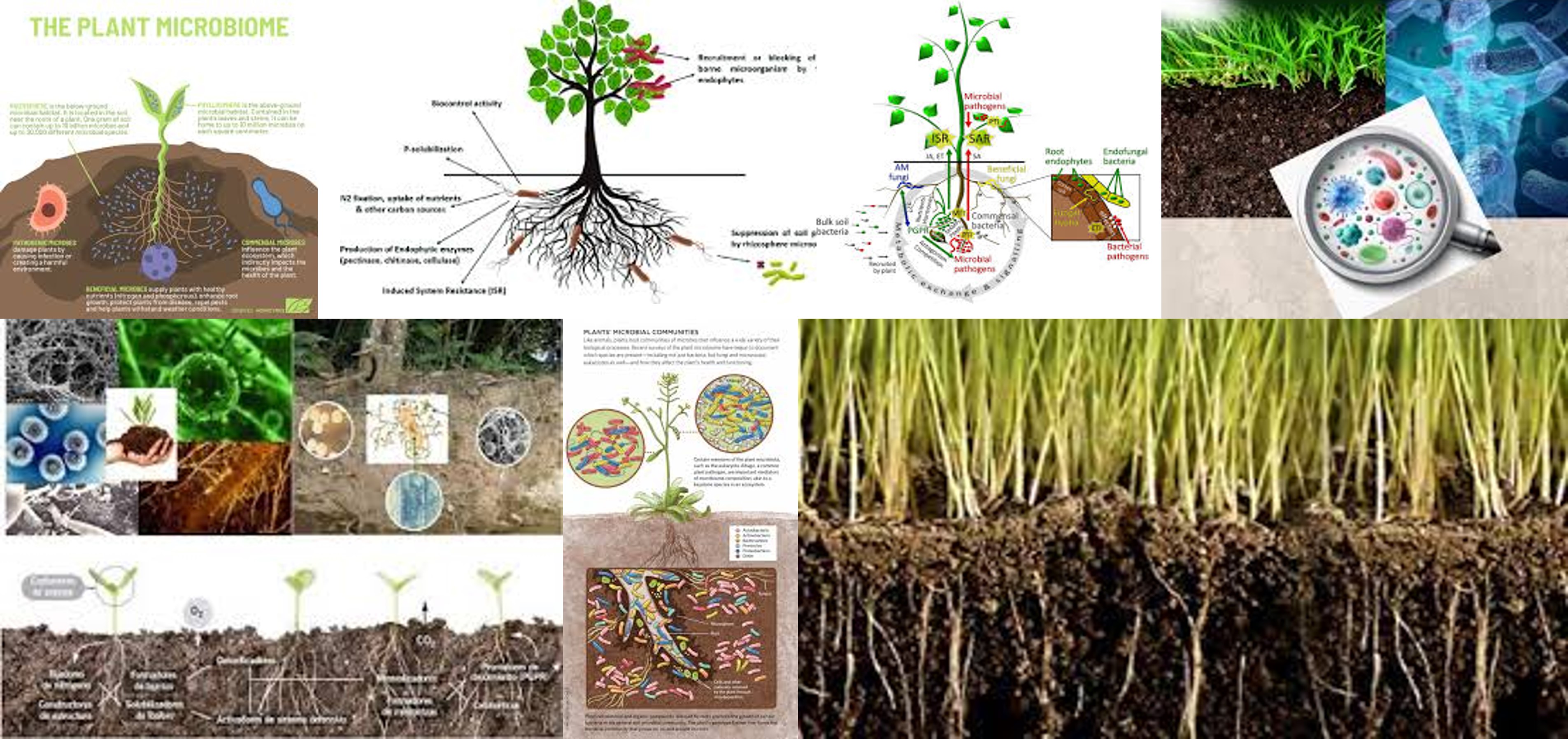 microbioma-suelo-planta