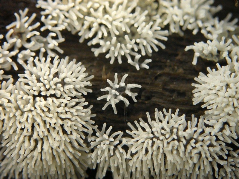 moho-mucilaginoso-engliss-rusia1