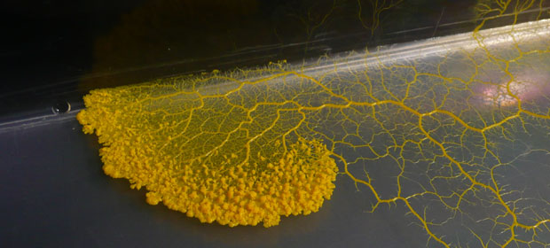 moho-mucilaginoso-fuente-discover-slimemold