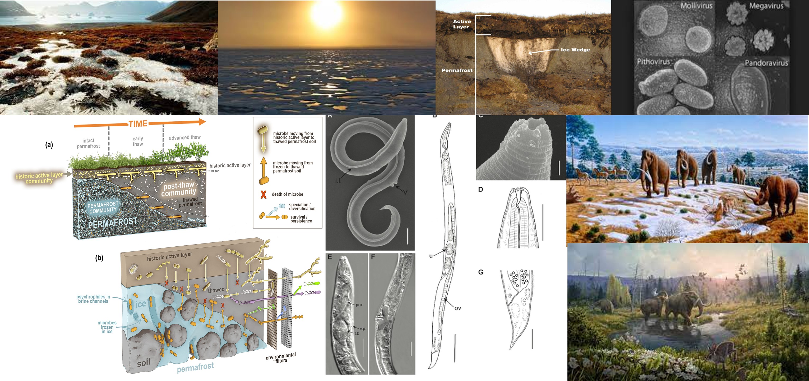 nematodos-deshielo-permafrost