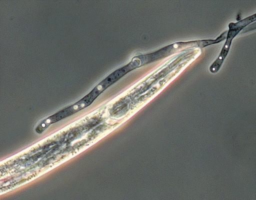 nematodos-fungivoros-aphelenchus-avenae-fuente-fuente-eth-institute-of-microbiology-s-bleule-unpublished