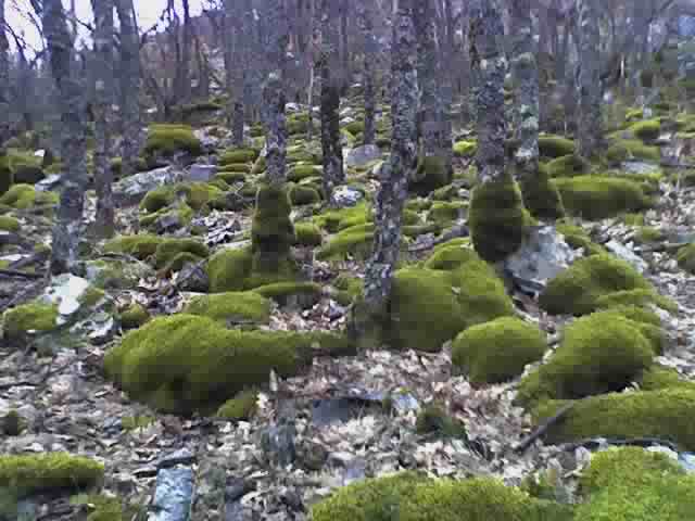 Primer plano de musgo sphagnum, turba y musgo quacker. comúnmente  encontrado en suelos húmedos en los trópicos.