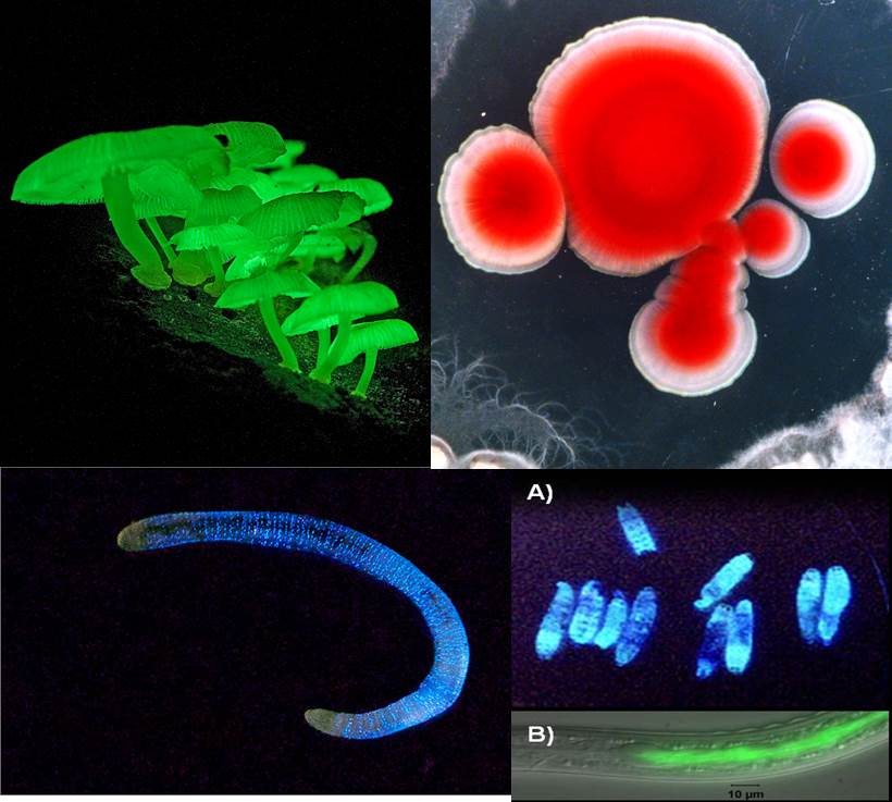 organismos-del-suelo-bioluminiscentes