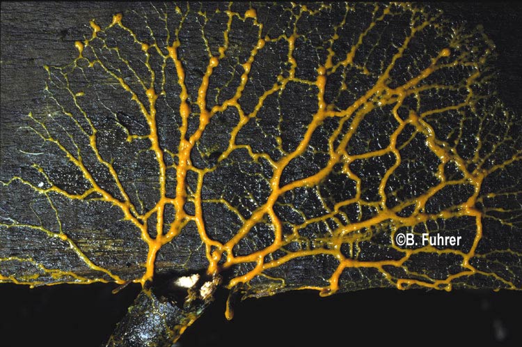 plasmodium-slime-mould-gobierno-de-australia-lg