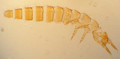 proturos-del-suelo-1-bloggero