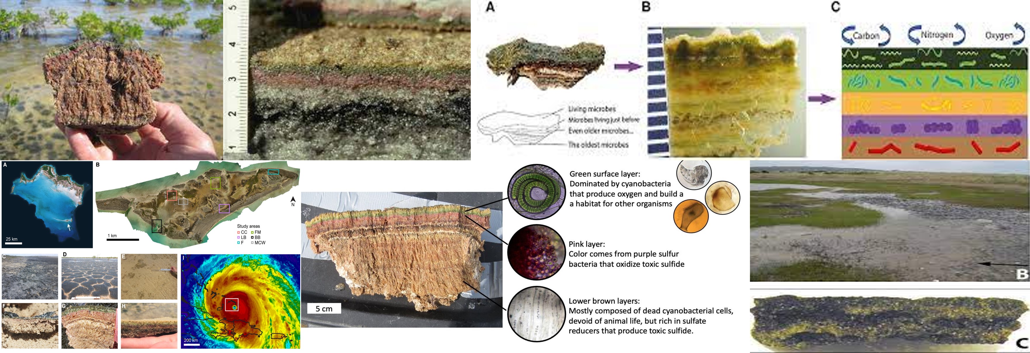 tapetes-microbianos-y-huracanes
