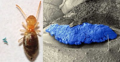 termitas-explosivas-neocapritermes