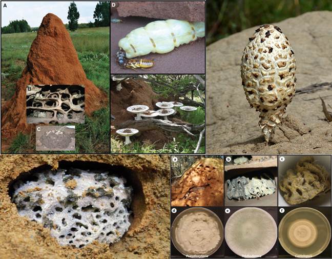 termitas-hongos-degradacion-lignocelulosa