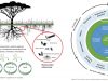 Biodiversidad-del-suelo-suelos-sanos