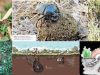 Escarabajos-coprofagos