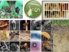 Global-soil-initiative