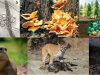 HIfas-animales
