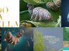 Ha-nacido-una-estrela-tardigrados