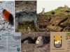 Hibernaculum