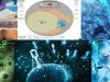 Metagenoma-virosfera-