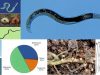 Soil-nematodes-and-plants