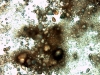 actinobacteria-permafrost-siberiano