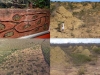 ants-caatinga