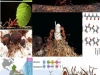 attinomicina-antifungico-hormigas-atta