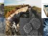 bacterias-permafrost