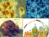 biopeliculas-del-suelo
