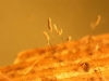 doratomyces-microsporus-antibioticos-nuevos-contra-bacterias-multiresistentes
