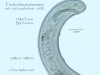 especie-del-genero-trichodorus-fuente-nine-mile-prairie