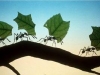 fungicultura-de-las-hormigas-incluye-el-uso-de-antibioticos-pare-evitar-crecimiento-de-especies-indeseables-blog-small-things-considered