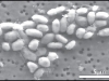 gfaj-1-nasa-la-bacteria-que-usa-arsenico-en-lugar-de-fosforo