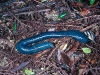 giantblueearthworm-de-australia-fuente-zooillogix