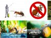 hormigas-controil-biologico