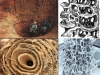 hormigas-estructura-colonia