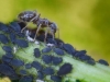 hormigas-ganaderas-de-pulgones