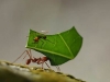 hormigas-tamanos-trabajo