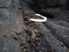 larva-de-coleoptero-del-suelo