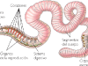 lombriz-de-tierra-morfologia-fuente-rodriguezgalvezlorena