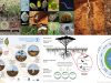macroinvertebrados-del-suelo