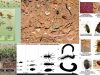 macroinvertebrados-suelo-mundo