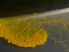 moho-mucilaginoso-fuente-discover-slimemold