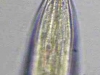 nematodo-omnivoro-fuente-aspsnet