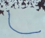 nematodos-bacteriofagos-rhabditida-fuente-desconocida_0