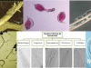 nematodos-del-suelo-a-nivel-global