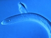 nematodos-fitoparasitos-fuente-nematodes-org