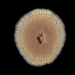 o_Aspergillus terreus