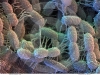 o_Bacterias de suelo microscopio