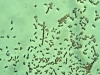o_Bacterias del suelo vivas soils USDA