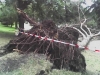 o_Bioturbacion arbol1
